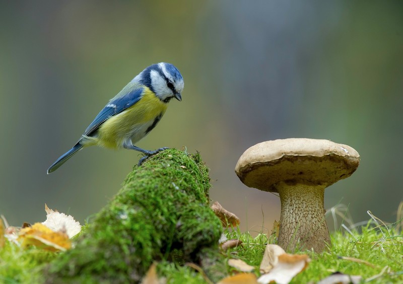 mushroom, plants, birds, animals