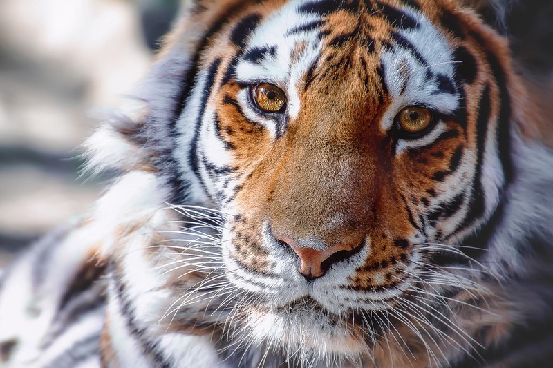 big cats, animals, tiger, mammals