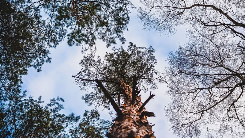 trees, bark, view from below, branches, sky, clouds, 4k