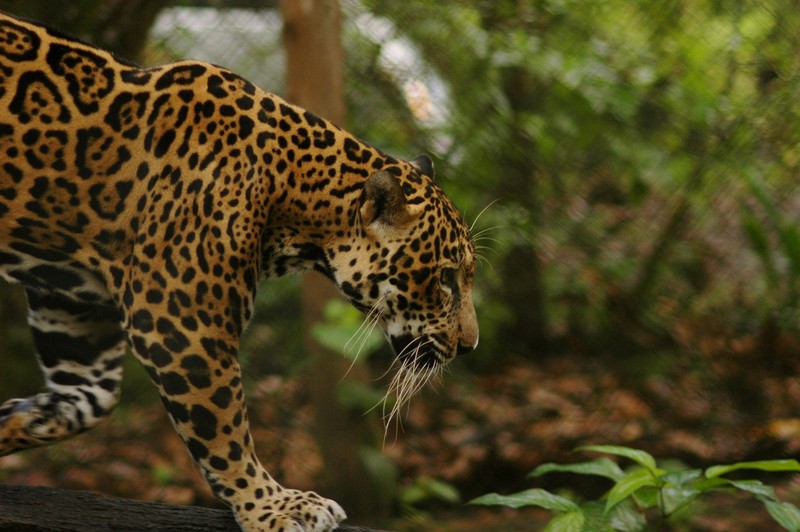 nature, Jaguar, big cats, animals