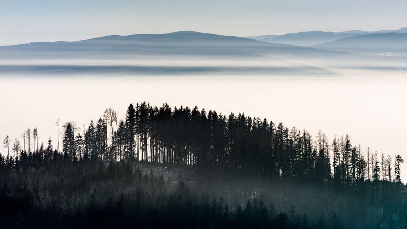 forest, trees, fog, sky, 4k