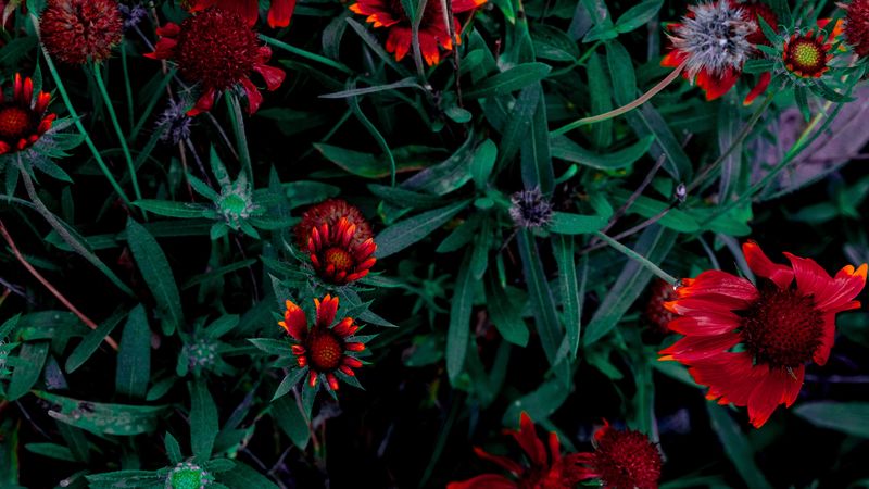 flowers, flower bed, flowering, leaves, 4k
