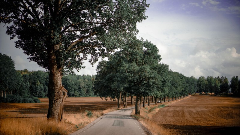 road, trees, plants, roadtrip, walkway, Sweden, clouds, sky, forest, field