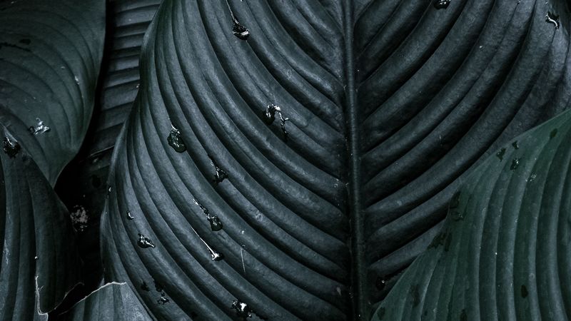 spathiphyllum, plant, leaves, 4k