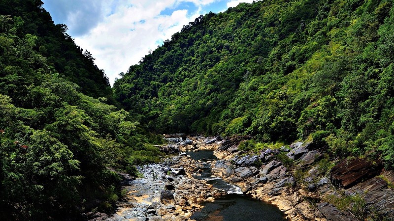nature, river, forest