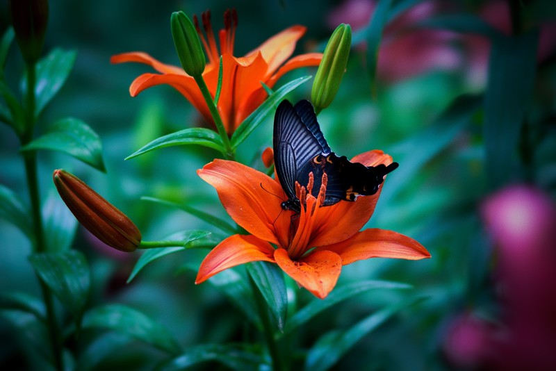 colorful, insect, macro, butterfly, plants, flowers