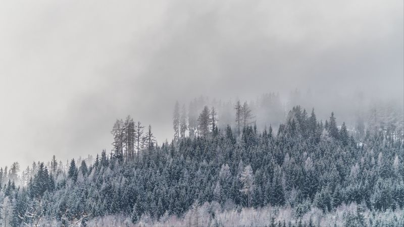 trees, fog, snow, frost, winter, 4k