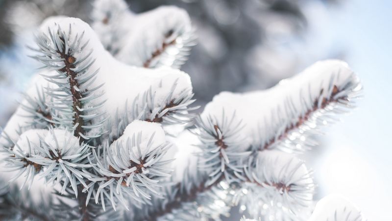 branch, needles, snow, winter, blur, 4k