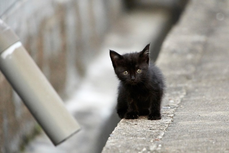 black cats, baby animals, kittens, animals, mammals, cats