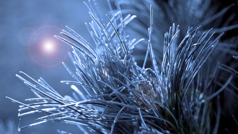branch, needles, macro, glare, 4k