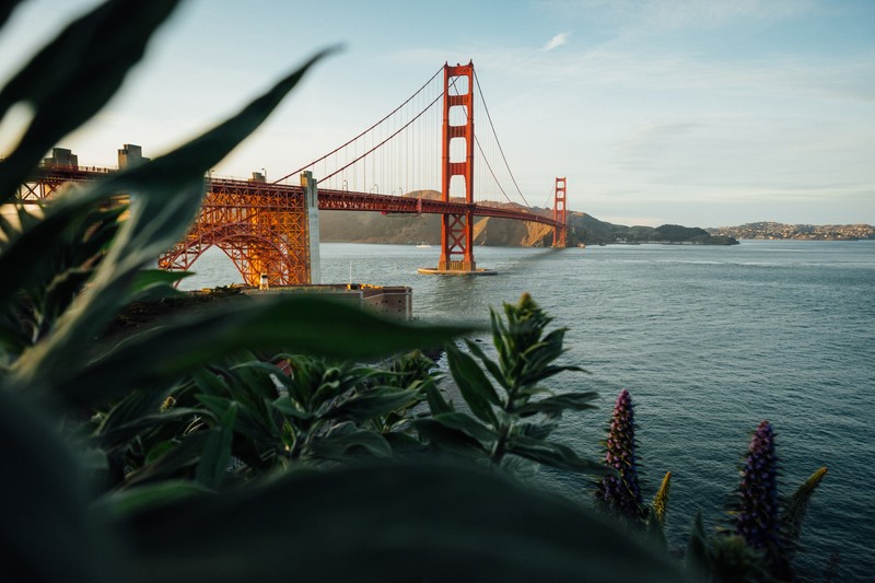 bridge, river, California, Golden Gate Bridge, plants, San Francisco