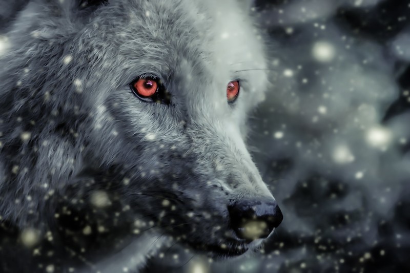 wolf, storm, magic, red eyes, mammals, animals, Color Burst