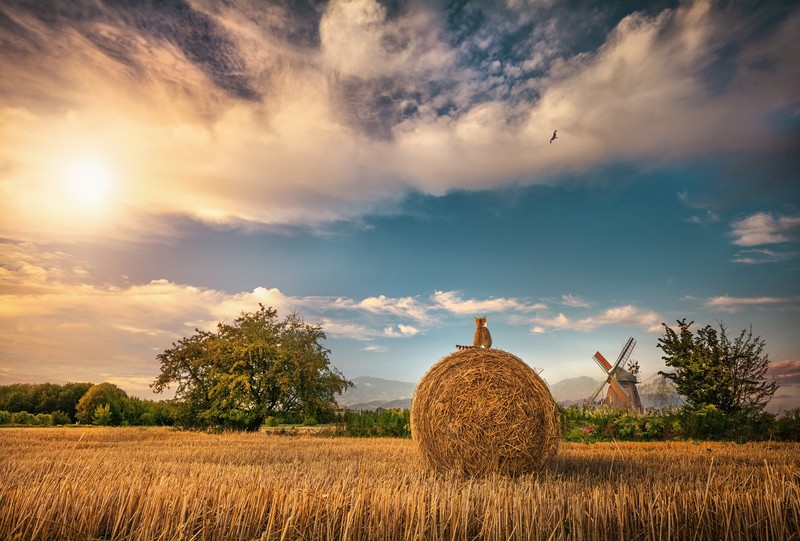 sky, field, landscape, clouds, sunlight, cats, animals