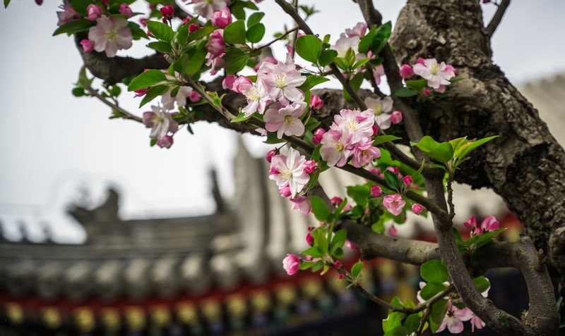 ChongQing, trees, flowers, spring