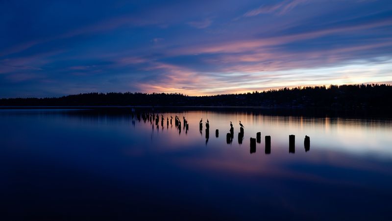 lake, sunset, silhouettes, birds, horizon, trees, 4k