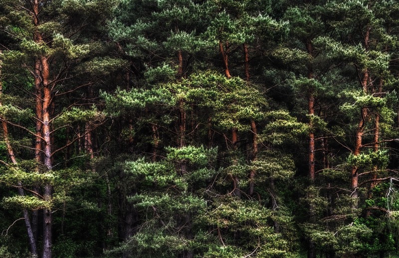 plants, trees, outdoors, HDR, forest