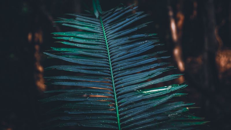 leaf, branch, plant, green, blur, carved, 4k