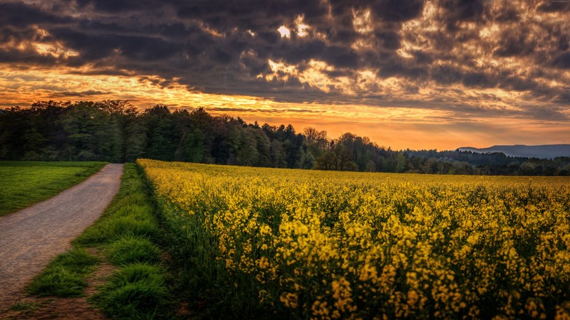 clouds, sunset, nature, field, plants, forest, road, yellow, landscape, overcast
