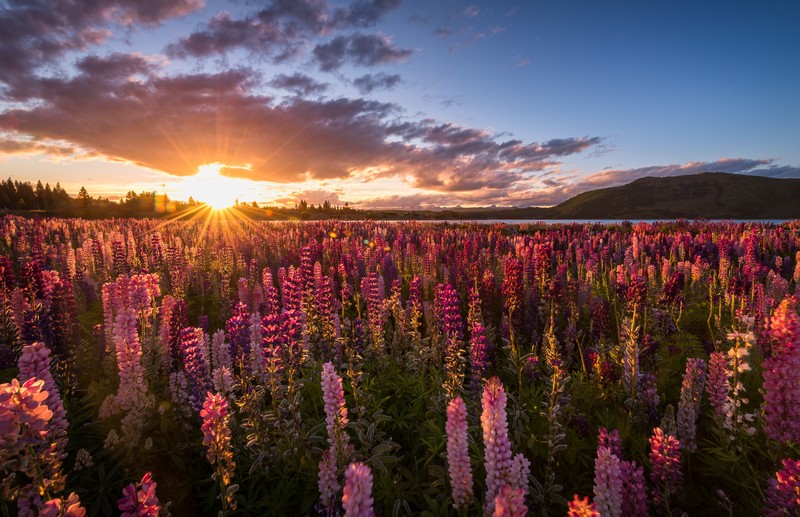 sunset, landscape, nature, plants, field, sky blue