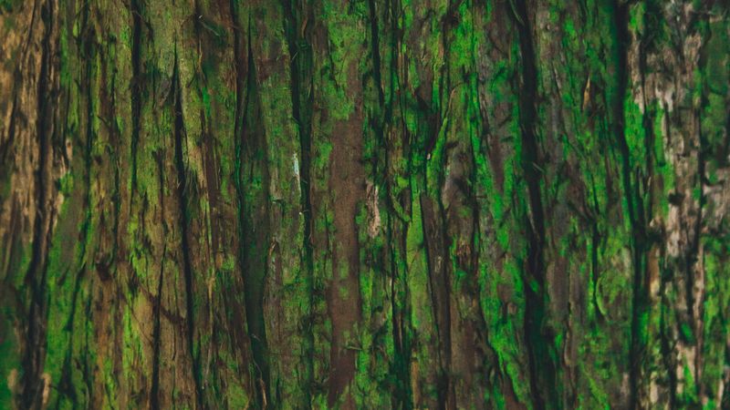 bark, tree, green, texture, 4k