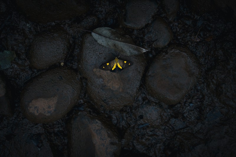 mud, butterfly, fallen leaves, leaves, rocks, insect