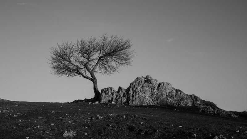 tree, rock, bw, minimalism, 4k