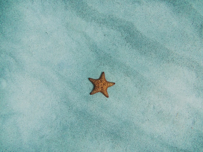 starfish, sand, water, nature, Australia