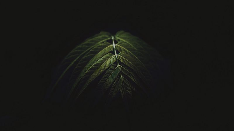 branch, leaves, dark, green, 4k