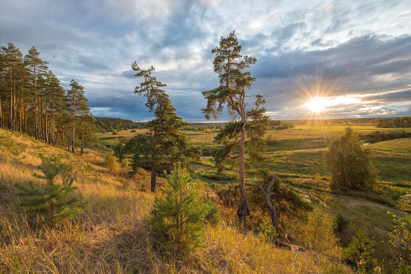 nature, trees, plants, Sun, landscape, field, grass, pine trees