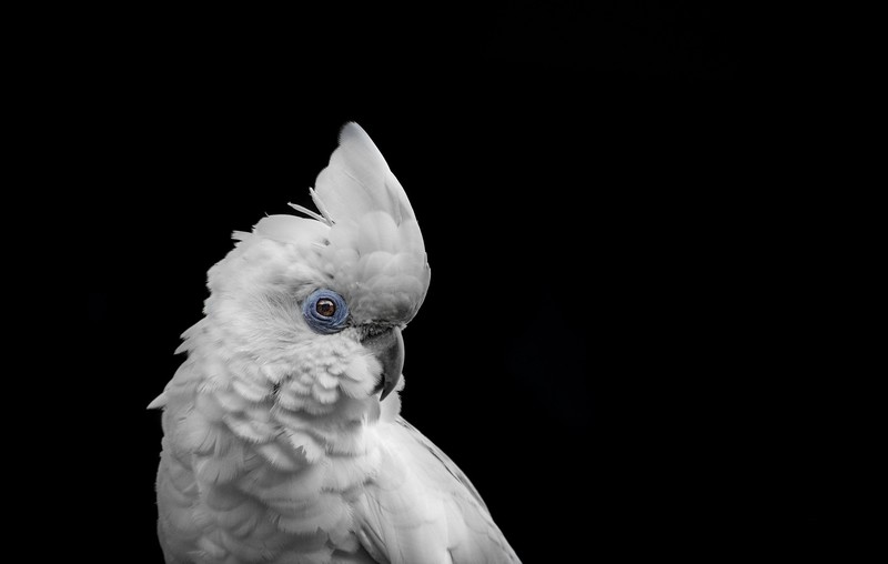 animals, birds, parrot, simple background, black background