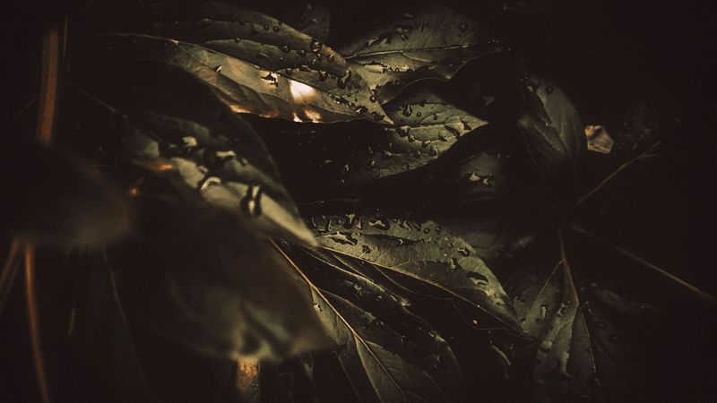leaf, drops, blur, macro, liquid, moisture, green, 4k