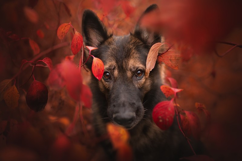 plants, red, leaves, animals, dog, mammals