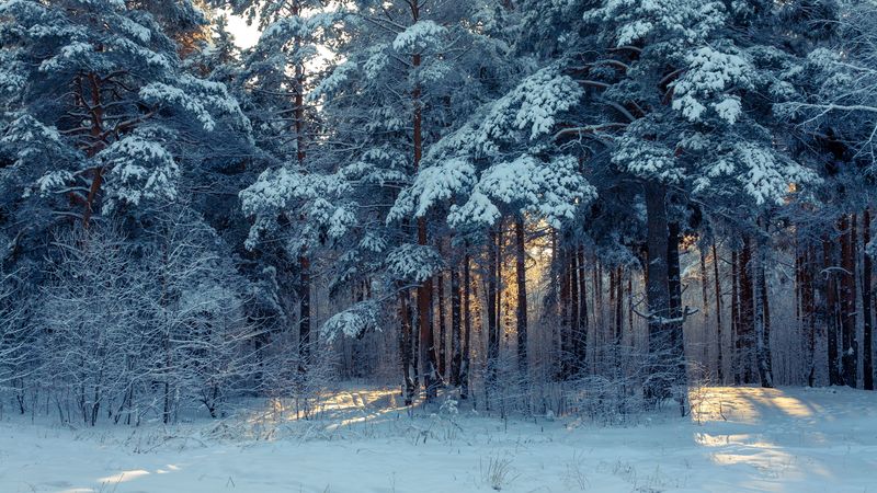 forest, winter, snow, trees, winter landscape, 4k