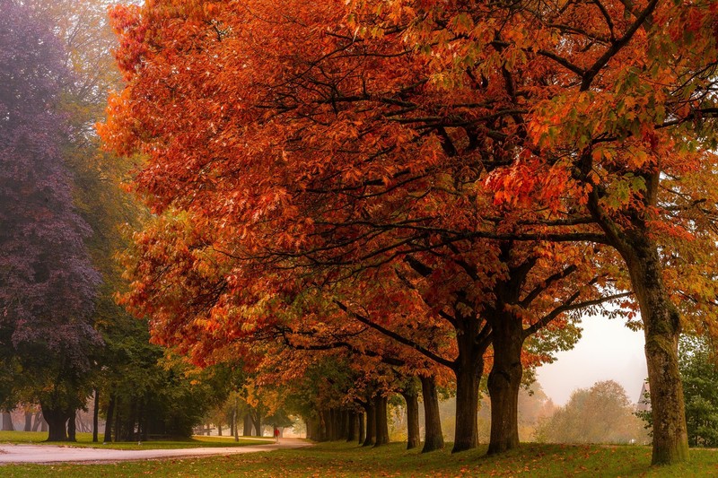 trees, fall, park, plants, nature