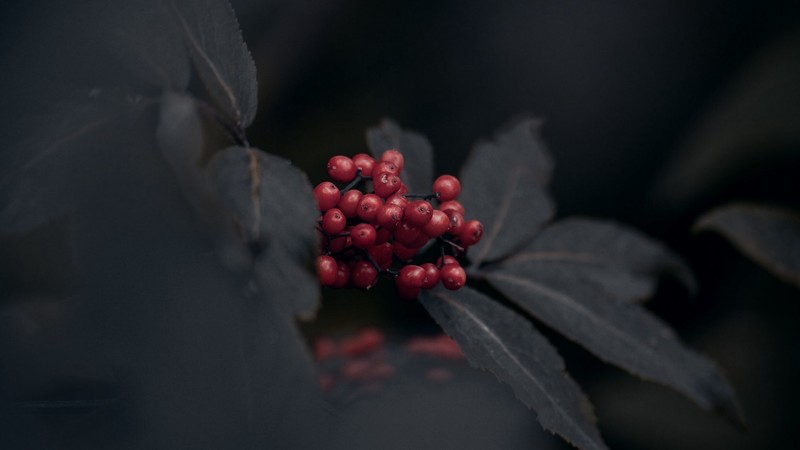 nature, plants, berries, red berries