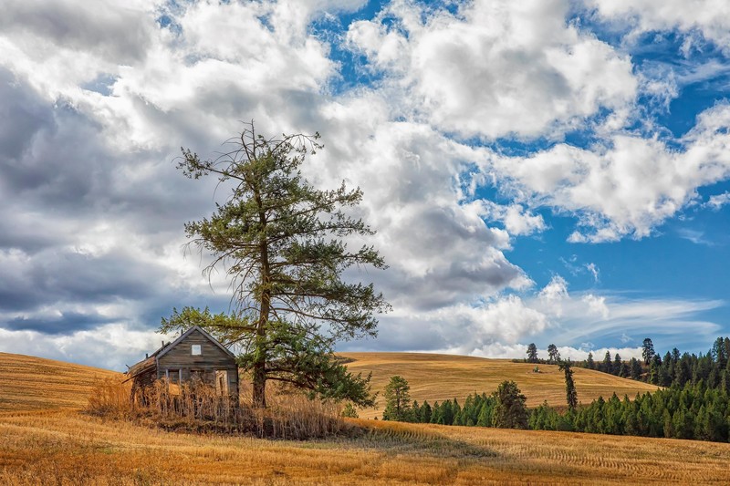 Idaho, USA, landscape, trees, sky, ruin, clouds, cabin