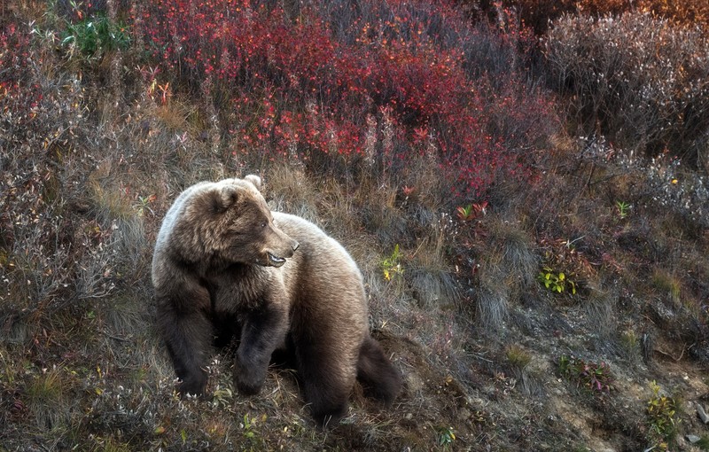 nature, animals, plants, bears, mammals