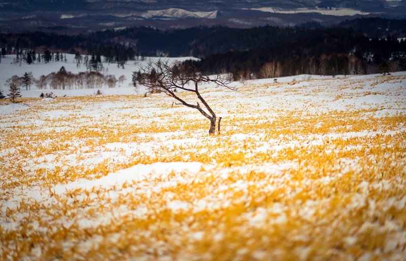 field, snow, winter, plants, landscape, yellow
