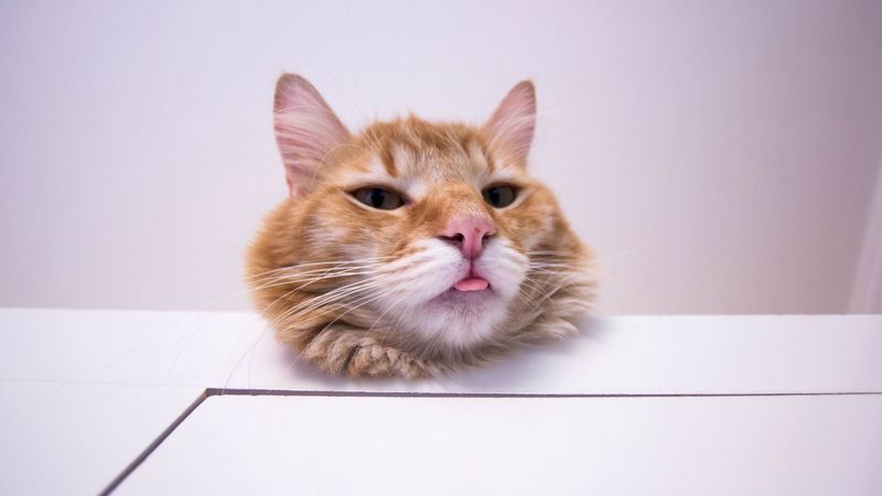 cat, protruding tongue, funny, furry, redhead, 4k