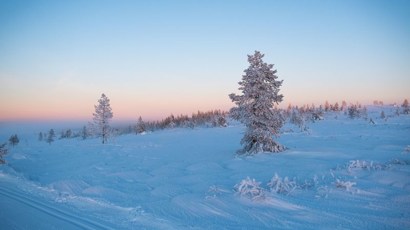 tree, snow, winter, frost, frosty, 4k