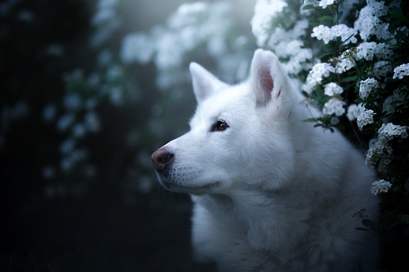dog, animals, plants, mammals
