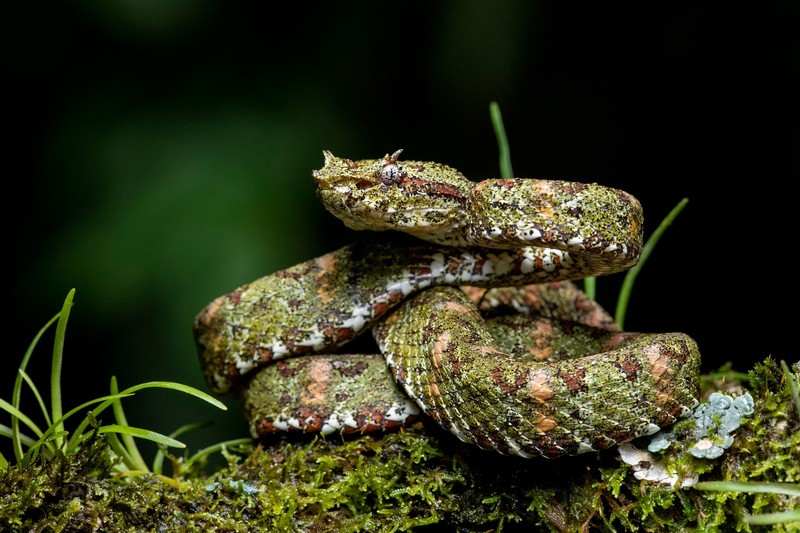 snake, animals, plants, reptile, vipers