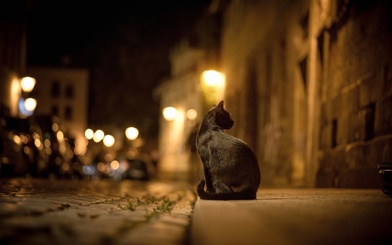 black cats, night, street