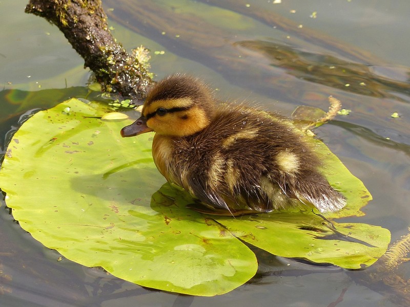 water, duck, animals, birds, baby animals