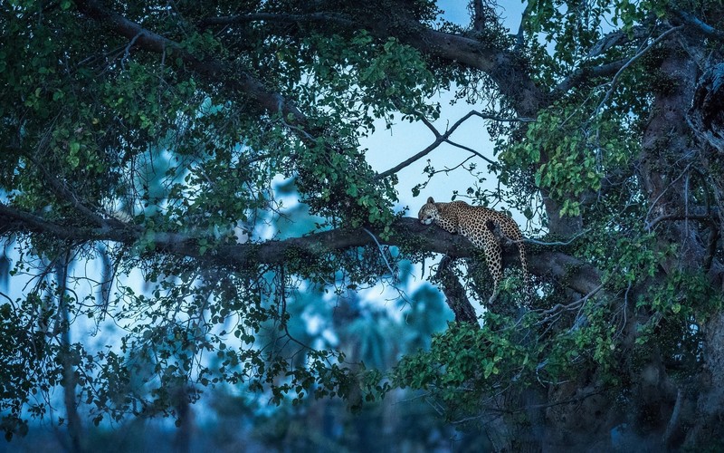 nature, trees, animals, big cats, leopard, cyan