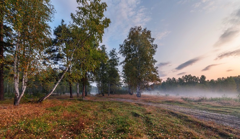nature, trees, plants, outdoors