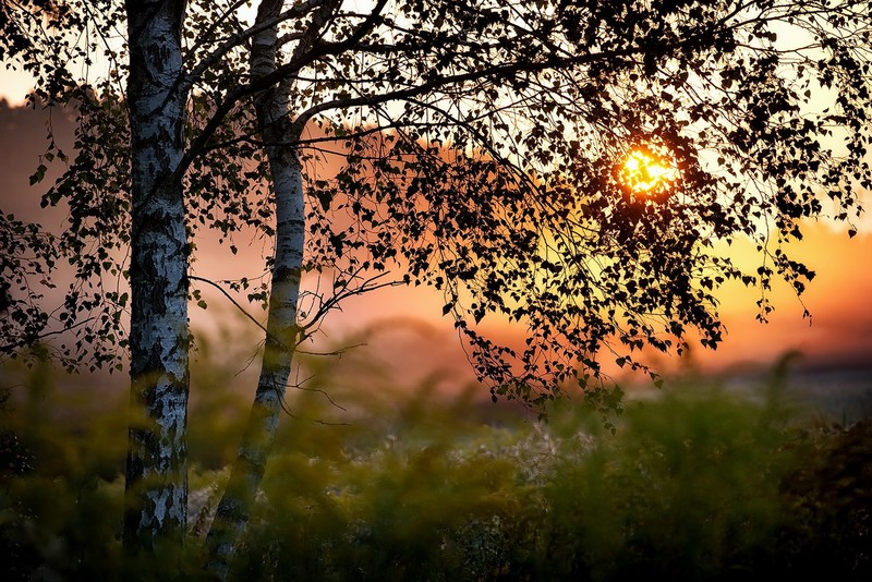 sunlight, trees, plants, nature, outdoors