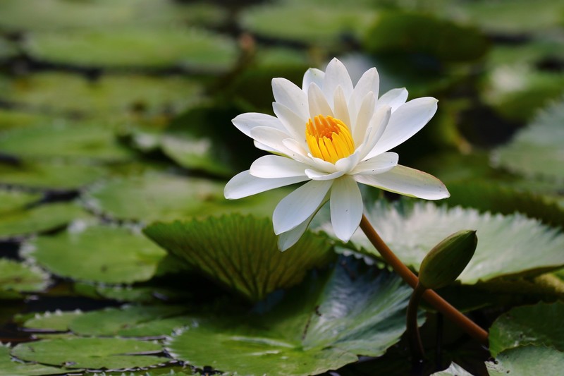 flowers, plants, leaves, white flowers