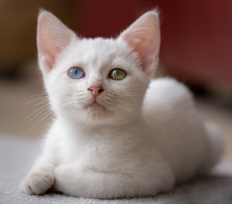 white, cats, animals, mammals, indoors, heterochromia