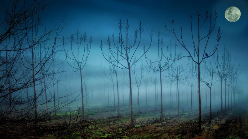 trees, plants, nature